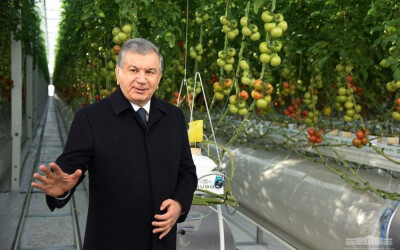 President Shavkat Mirziyoyev visits innovative greenhouse complex in Khorezm