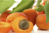 Узбекистан вошёл в тройку мировых лидеров по экспорту свежего абрикоса