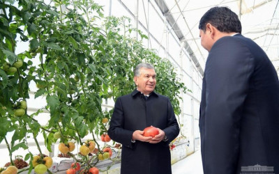 Замонавий иссиқхонада қисқа вақтда 480 минг долларлик экспорт қилинди Замонавий иссиқхонада қисқа вақтда 480 минг долларлик экспорт қилинди